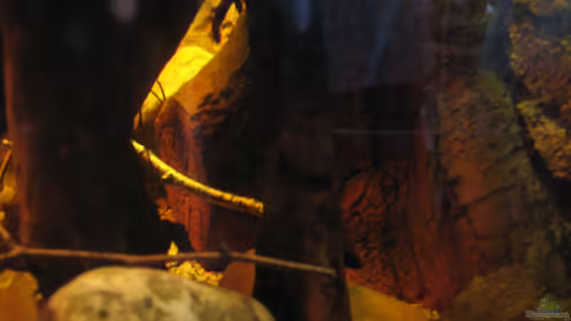 Blick auf die Rückwand mit Wurzelstock von Alex S (25)