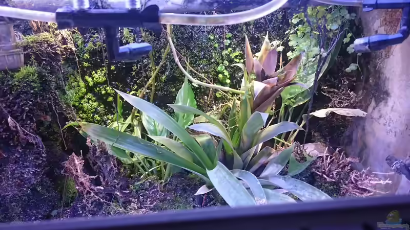 Blick auf die Rückwand von Schakal (3)