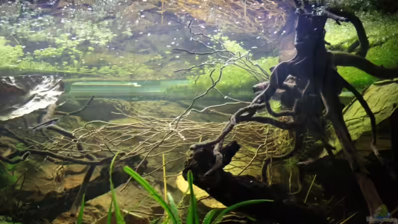 Blick auf die Spiegelung im Wasser ,mit ??sten die von oben reinragen ins Becken von Florian Bandhauer (47)