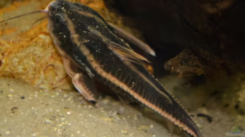 Blick auf die vielen Dornen. von GGuardiaNN (109)