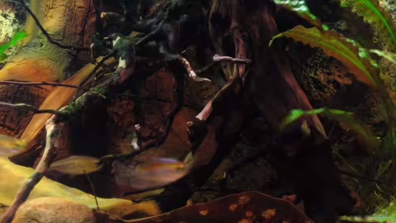 Blick auf Fingerwurzel, angelehnt an Moorkienwurzel. Im Hintergrund Wurzelstocknachbildung von Alex S (8)