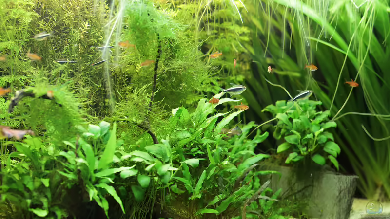 Blick auf linke Seite von INGE (5)