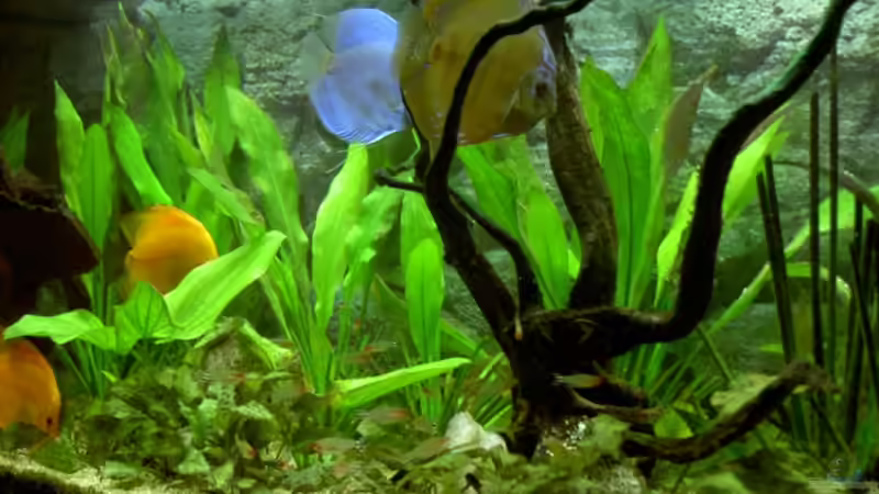 blick auf Pflanzen Aug2007 von Kurt Kastl (5)