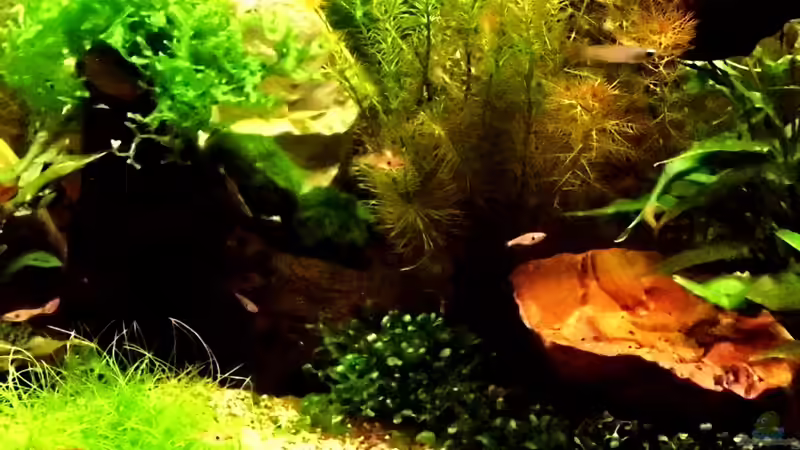 Blick auf Rotes Tausendblatt von snooze (28)