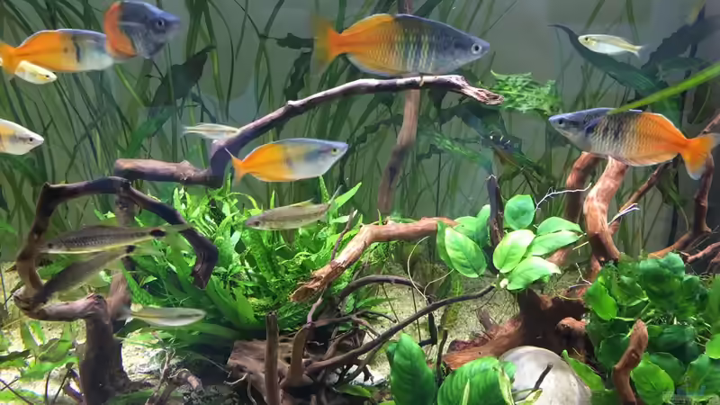 Blick aufs Wesentliche eine Woche später von schmitzkatze (3)