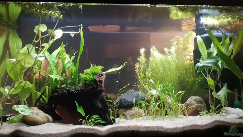 Blick aus dem Esszimmer von Maji (2)