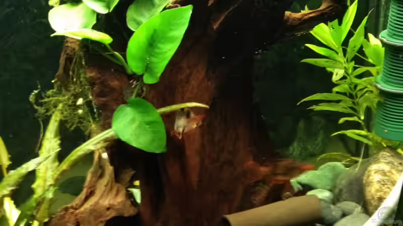 Blick aus der Küche 2 von Patrick Lehmann (6)