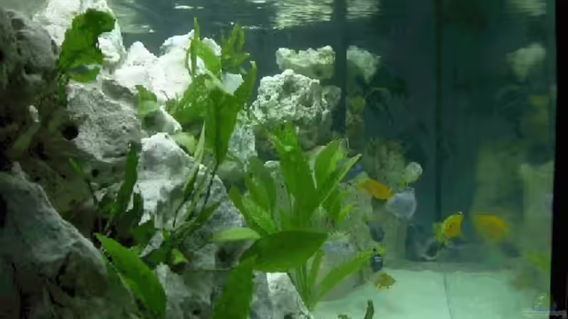 Blick durch 1,5 m; Es bleibt trotz Steinen genug Schwimmraum von Stefan Warmuth (3)