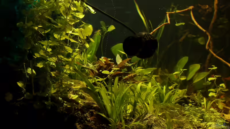 Blick durch die linke Seitenscheibe von die Perle... (12)