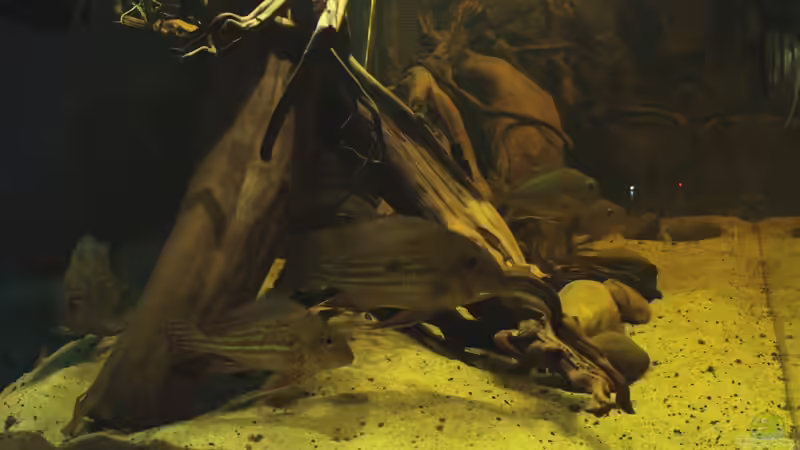 Blick durch die linke Seitenscheibe von die Perle... (7)