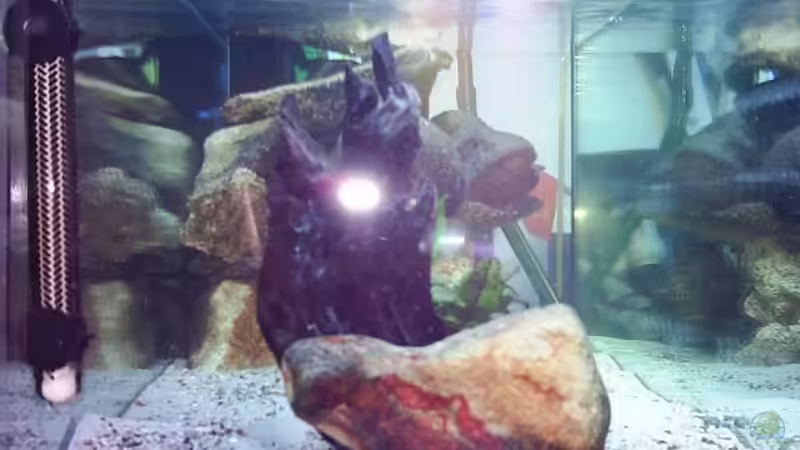 Blick durch die linke Seitenscheibe von Nicolay Brätter (2)