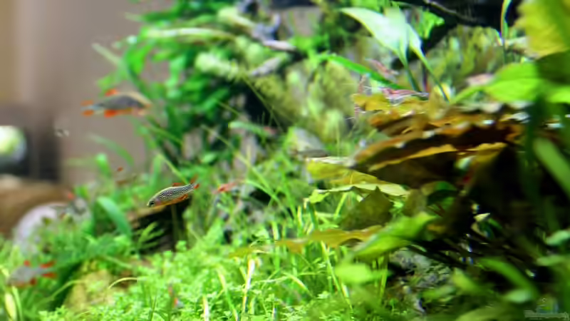 Blick durch die rechte Seitenscheibe von die Perle... (14)