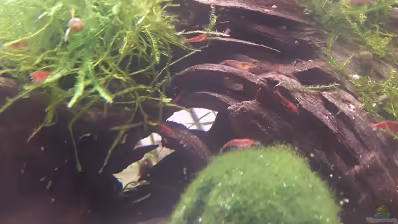 Blick durch die schön gebogene Wurzel von Glücksscherbe (8)