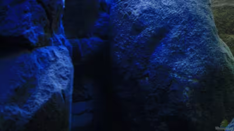 Blick durch die Seitenscheibe ins Becken, Mondlichtphase von Florian Bandhauer (16)