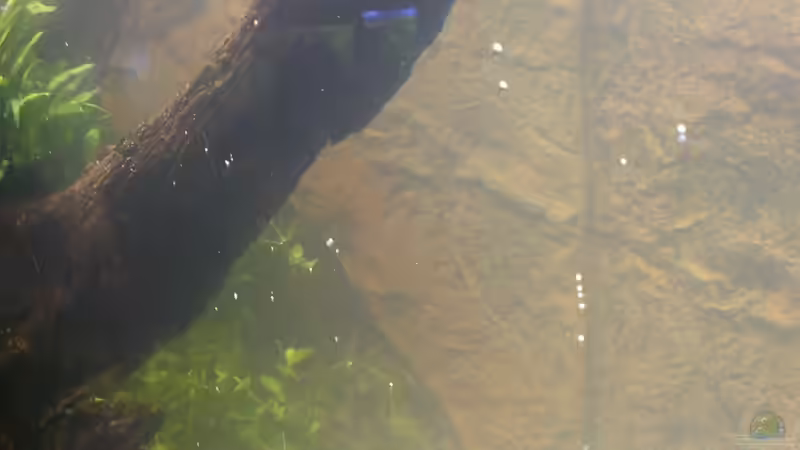 Blick hinter die Wurzel von raubsau (51)