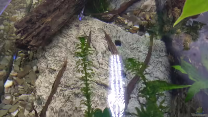 Blick in das Becken von pacho (6)