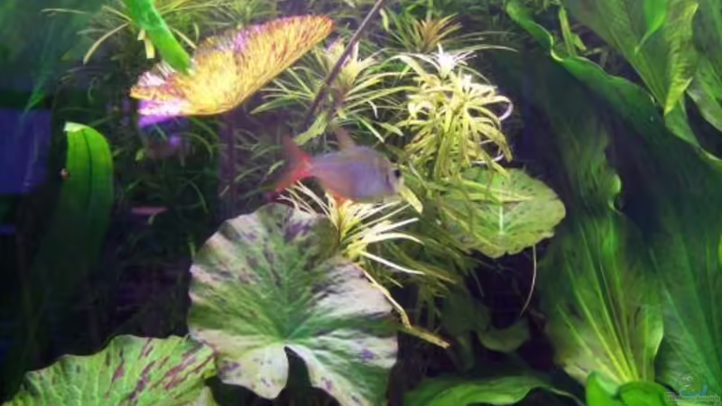 Blick in den Dschungel :-) (04.08.07) von Richard Gärtner (9)