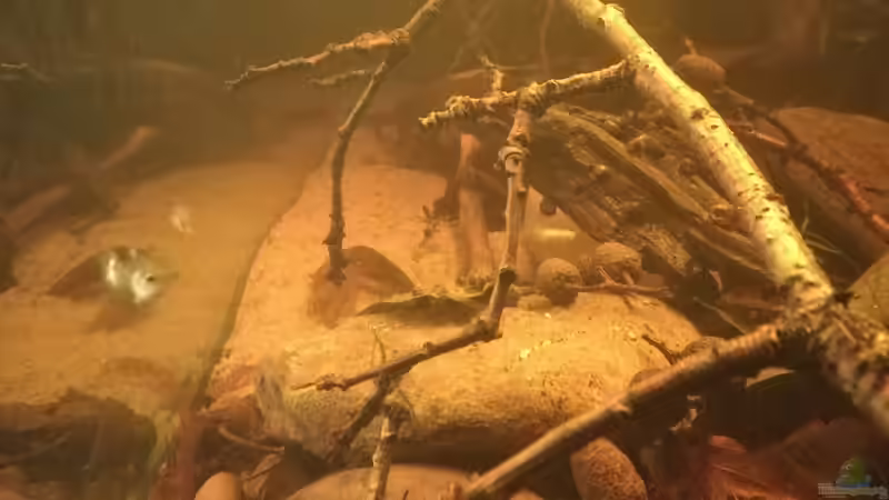 Blick in den Fluss, Eichenäste, Flusssteine von Daniel Krmr (5)