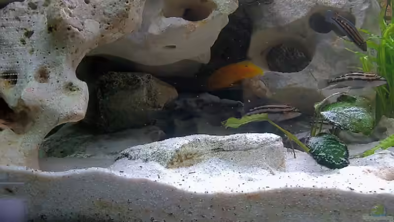 Blick in den Hölenbereich großer Stein 70X45X18 cm mit unzähligen seperaten Hölen von Aqua92 (10)