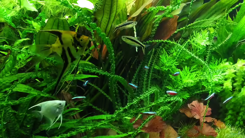 Blick in den Pflanzendschungel von Oberoesterreicher (7)