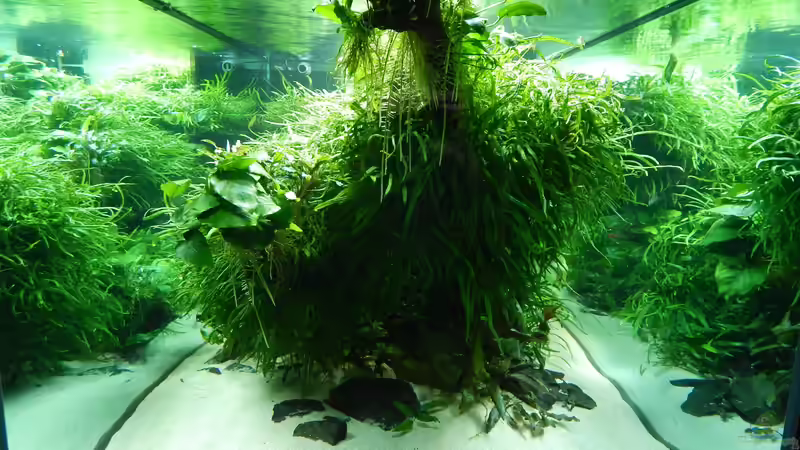 Blick in die ´Tiefe´ (nach einem Jahr) von Merotheq (1)