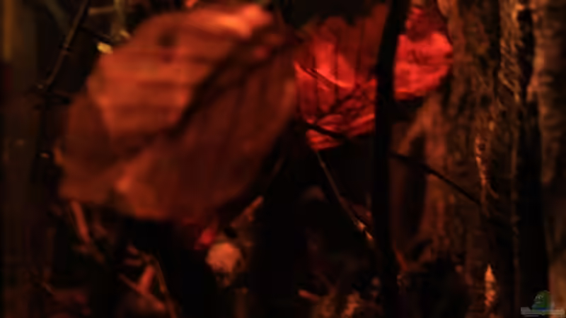 Blick ins Aquarium, Aussenscheibe rechte Seite von Florian Bandhauer (22)