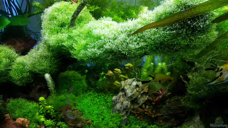 Blick ins Becken am 05.12.2015 von Sebastian Hartmann (74)