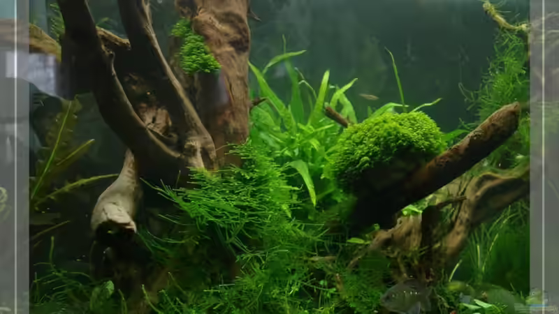 Blick ins Becken von der linken Seite von Pseudomugil (22)