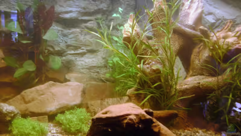 Blick ins Becken von rane (9)