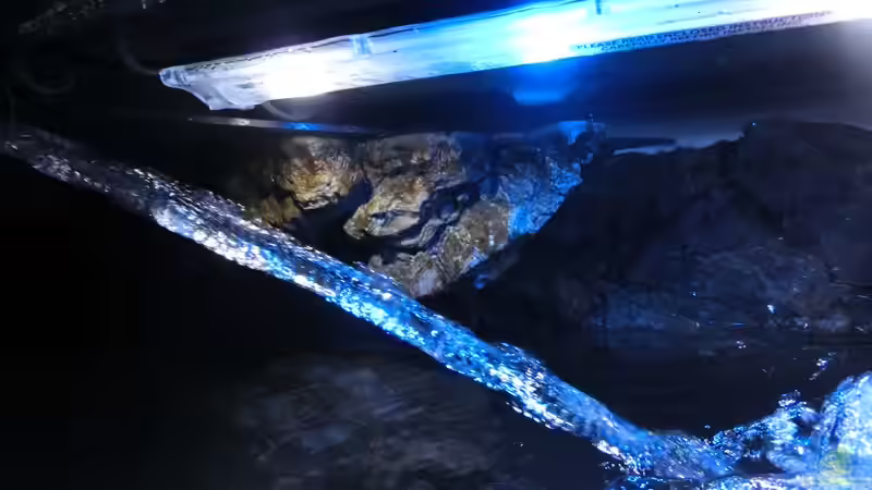 Blick ins Becken während des Wasserwechsels.. Zu sehen ist das ´K´ Modul als Einhangsgelsen von marxbre (42)