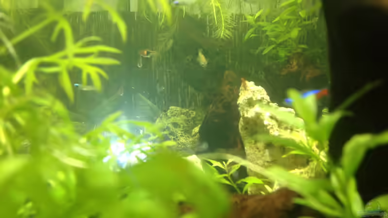 Blick ins Innere, Rückwand aus Stöckchen selbst gebastelt von Ditti (18)