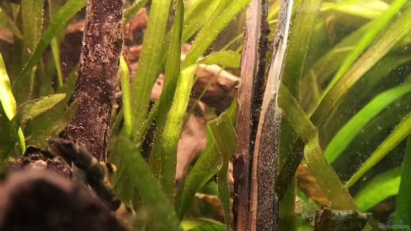 Blick Links ins Becken 2 von Faxe (5)