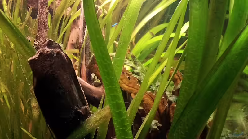 Blick Links ins Becken von Faxe (8)