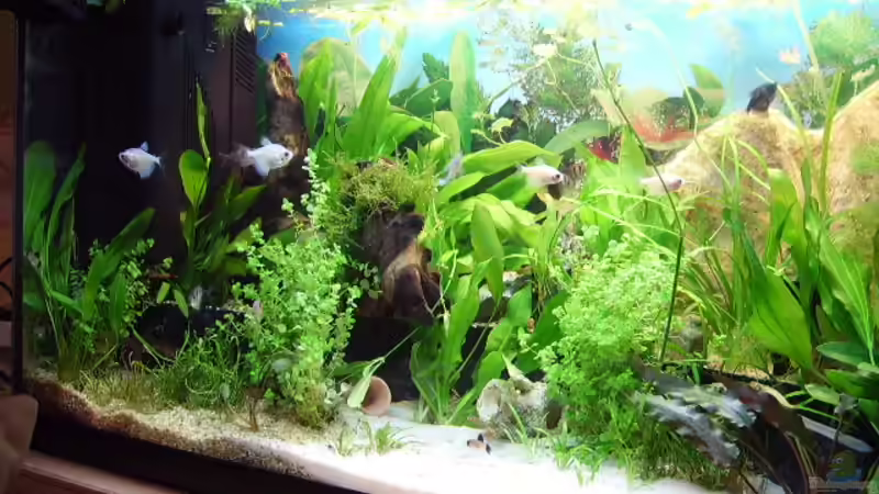 blick nach links von Fireman (5)