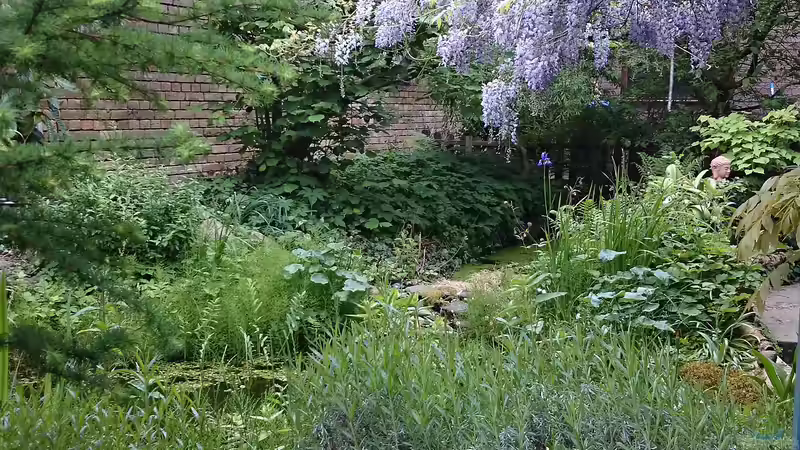 Blick über beide Teiche von Goldfisch (8)