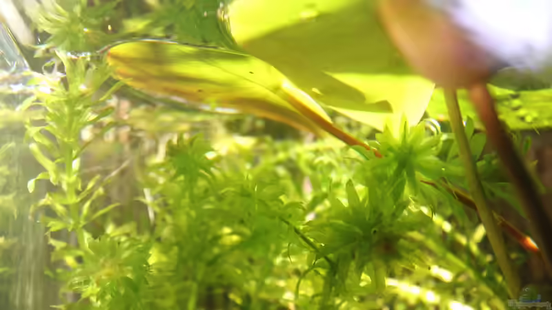 Blick unter die Seerosenblätter von Laufilauf (15)