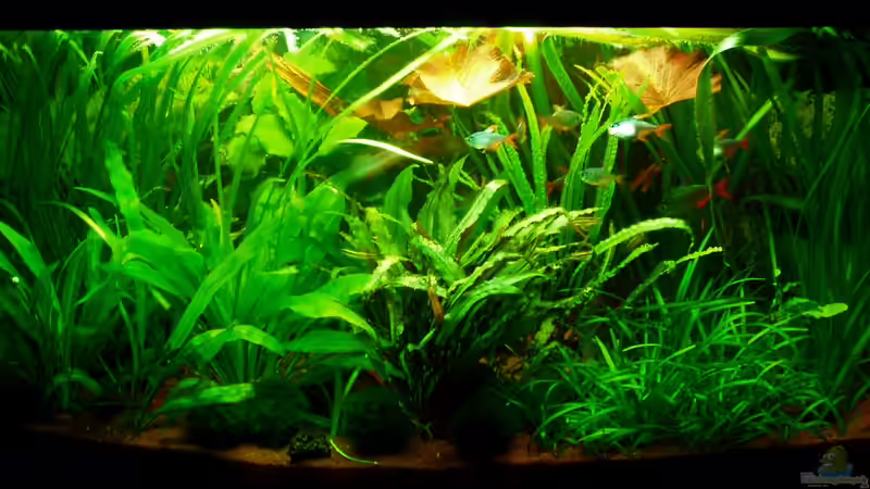 Blick vom Esstisch aufs Aquarium 13.04.10