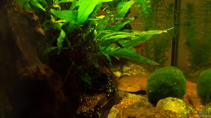 Blick von der linken Seite - 01.03.2015 von Schratze (7)