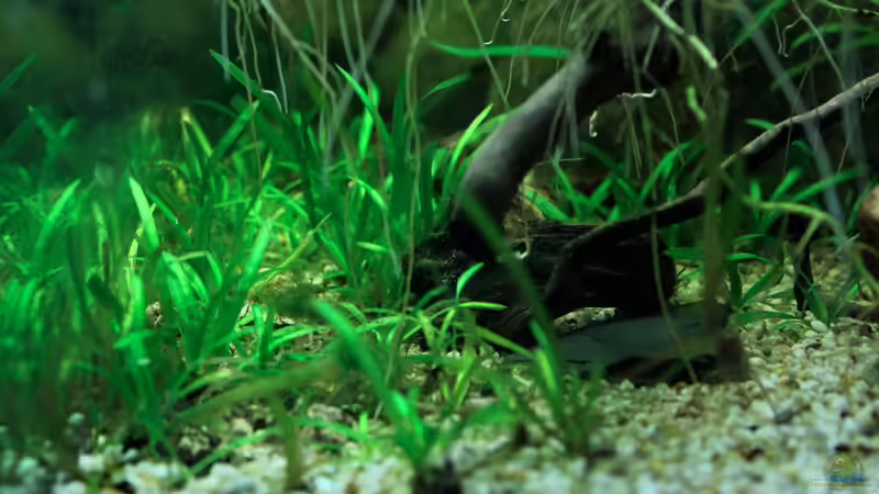 Blick von der linken Seite in das Ogowe 07.05.2012 von Falk (36)