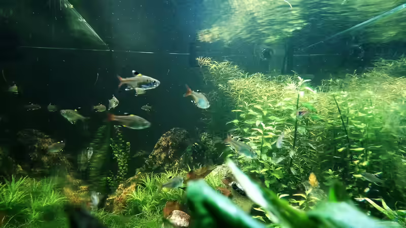 Blick von der rechten Seite 14.07.2016 von Jonas (Trancemania) (8)