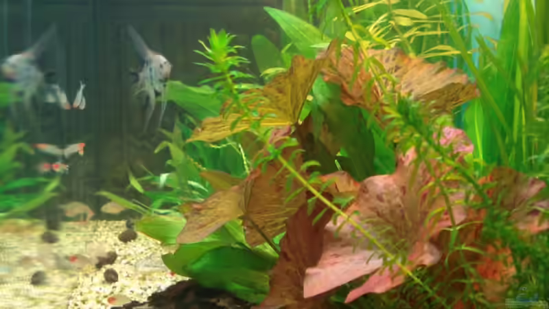 Blick von der rechten Seite von Chris 81 (5)