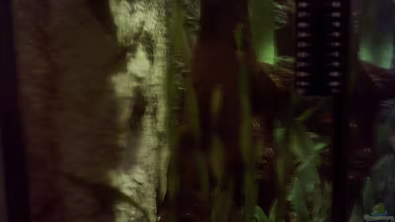 Blick von der Seite hinter die Wurzel von Dietmar Schneider (8)