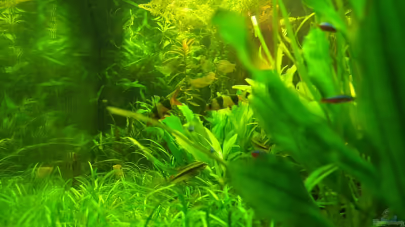 Blick von der Seite ins Becken 1,80m tief. Prachtschmerlen in der Mitte, dahinter die Fadenfische. Königschichlide unten, die Neons zwischen den Blättern vorn. Und an der Frontscheibe links klebt ein Wels. von Rheinländer (46)