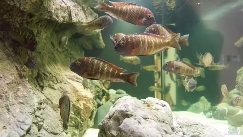 Blick von der Seite ins Becken von Markus Walter (28)