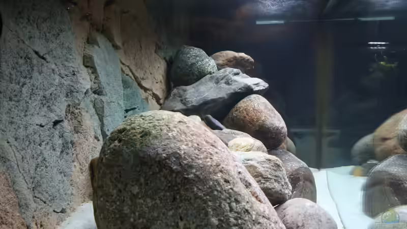 Blick von der Seite von aquariumwelt (2)