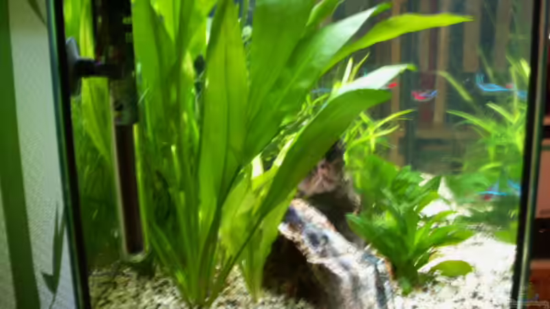 Blick von der Seite von Chris 81 (12)