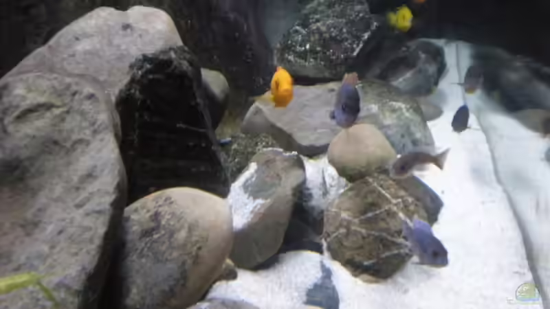 Blick von der Seite von Der Schwabe (4)