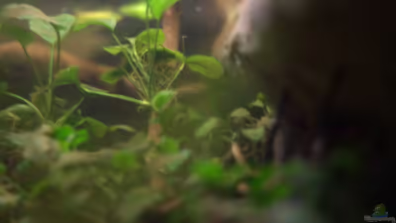 Blick von der Seite von Didi (29)