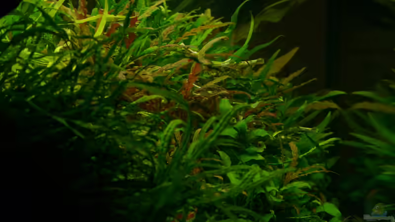 Blick von der Seite von Micha... (23)