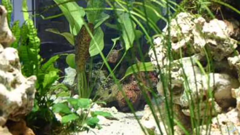 Blick von hinten durchs Aquarium von Ingo (18)